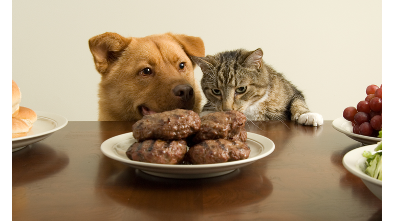 Brown dog and tabby cat smelling food at a table