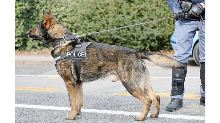 German shepherd police dog while patrolling the city streets