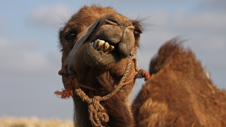 Escaped Camel Kills Two Men in Tennessee