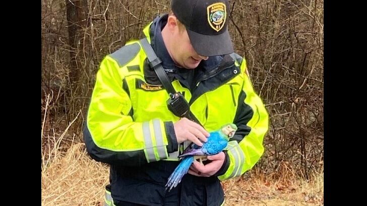 New Jersey Police 'Rescue' Fake Parrot