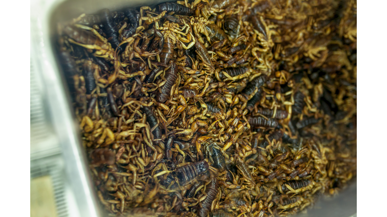Alacran or scorpion edible insect