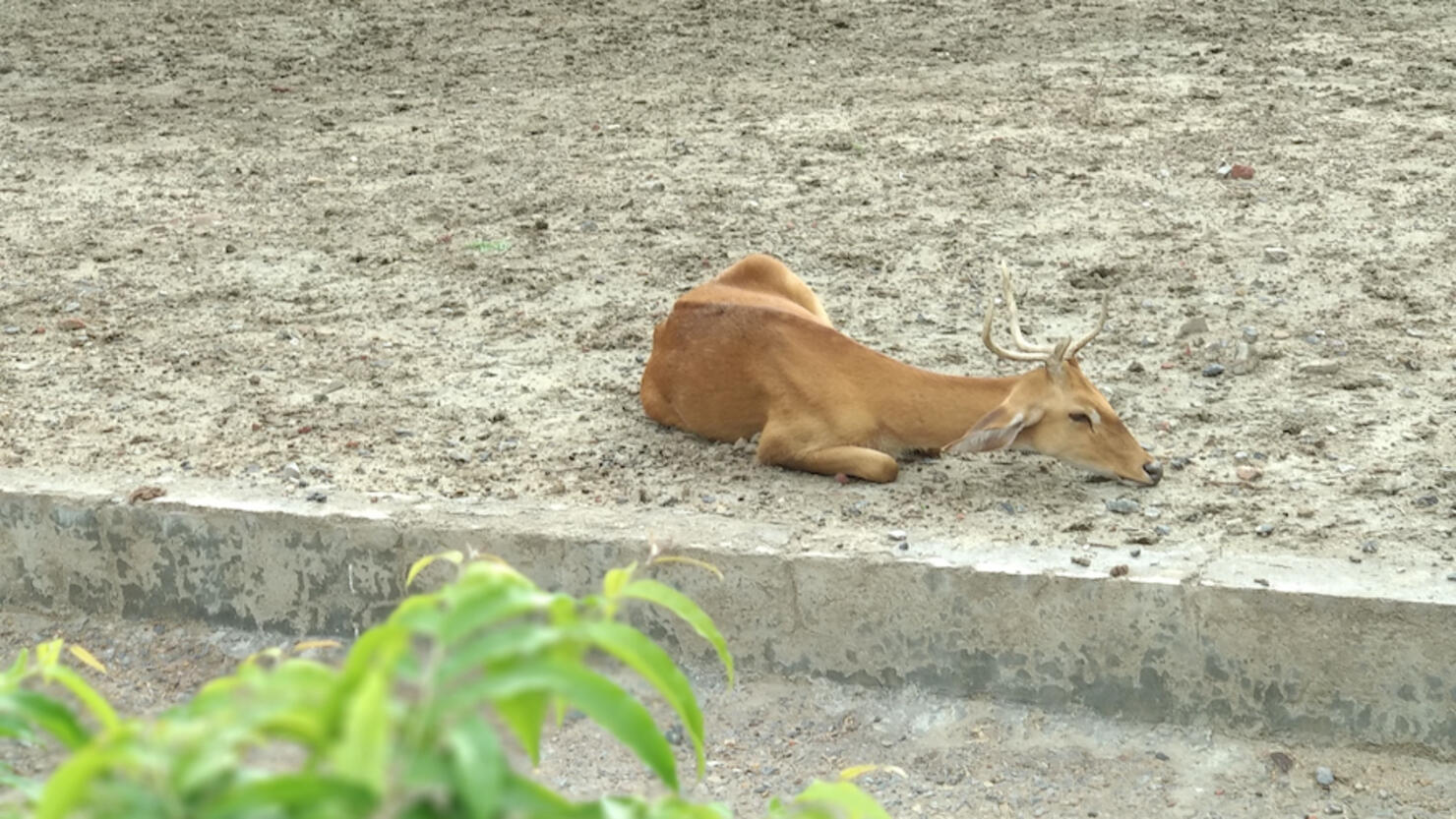 High Angle View Of Deer Lying On Land