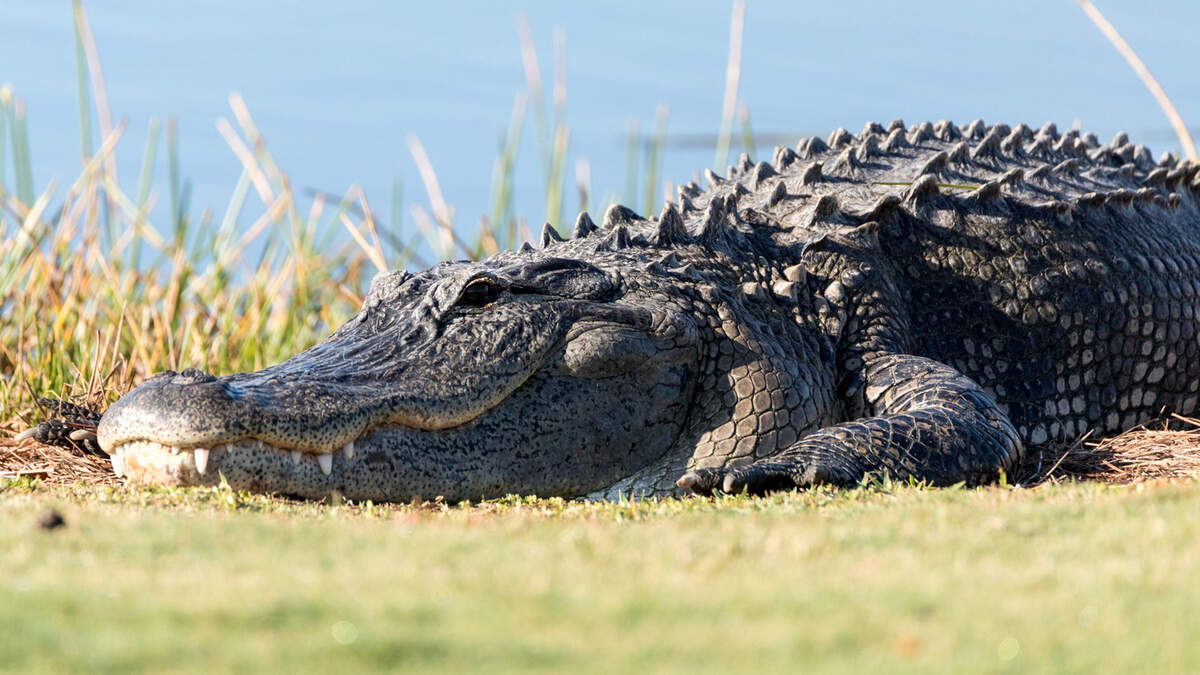 Huge 20-Foot Alligator Filmed Eating Smaller Gator On Florida Golf Course |  98.7 The Gator | Clint