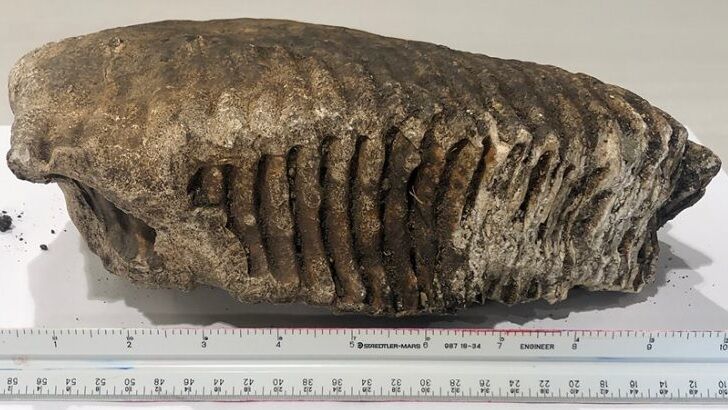 Woolly Mammoth Tooth Unearthed at Construction Site in Iowa