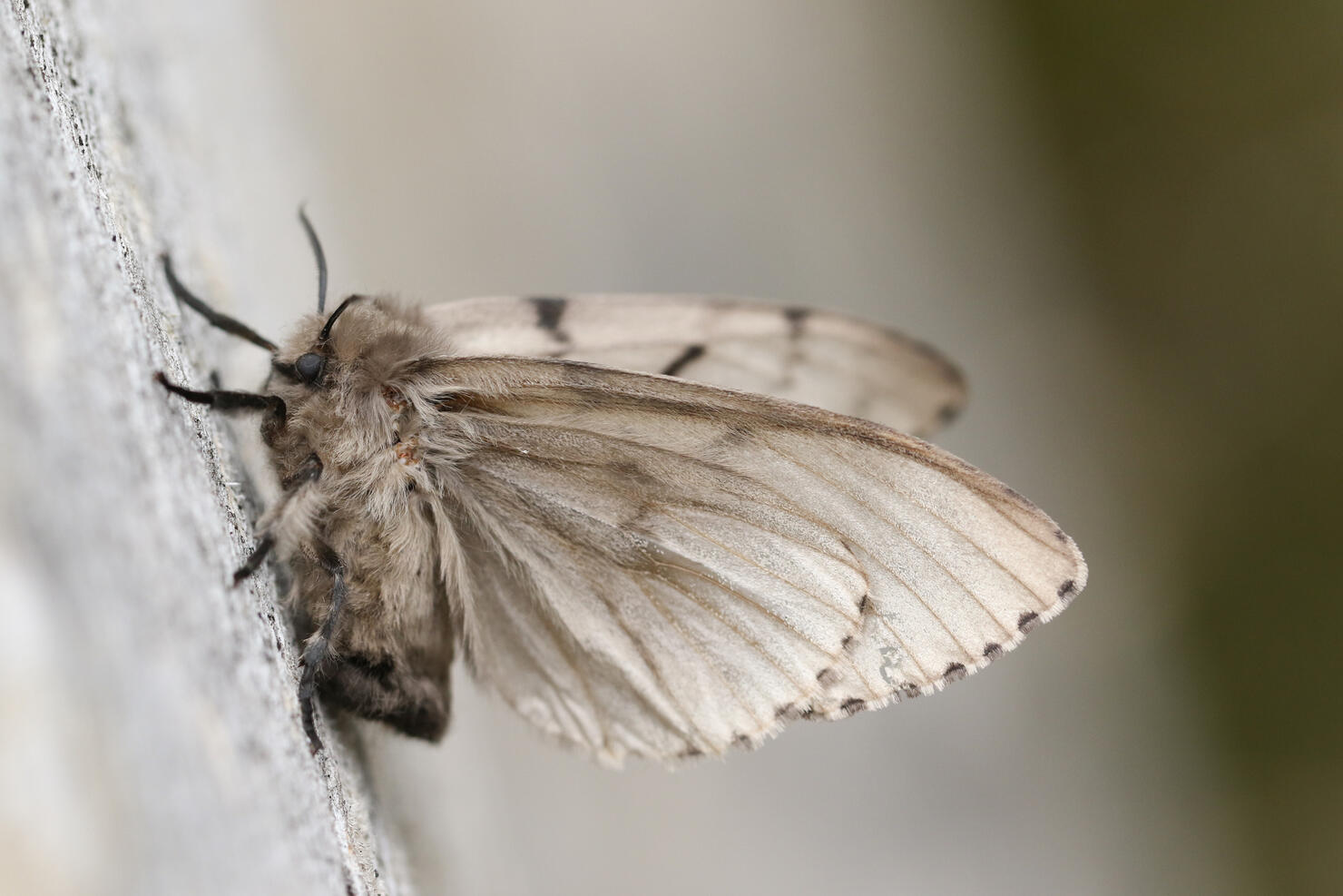 A Gypsy Moth, Lymantria dispar, perched on a dead tree.