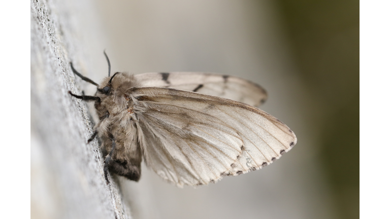 A Gypsy Moth, Lymantria dispar, perched on a dead tree.