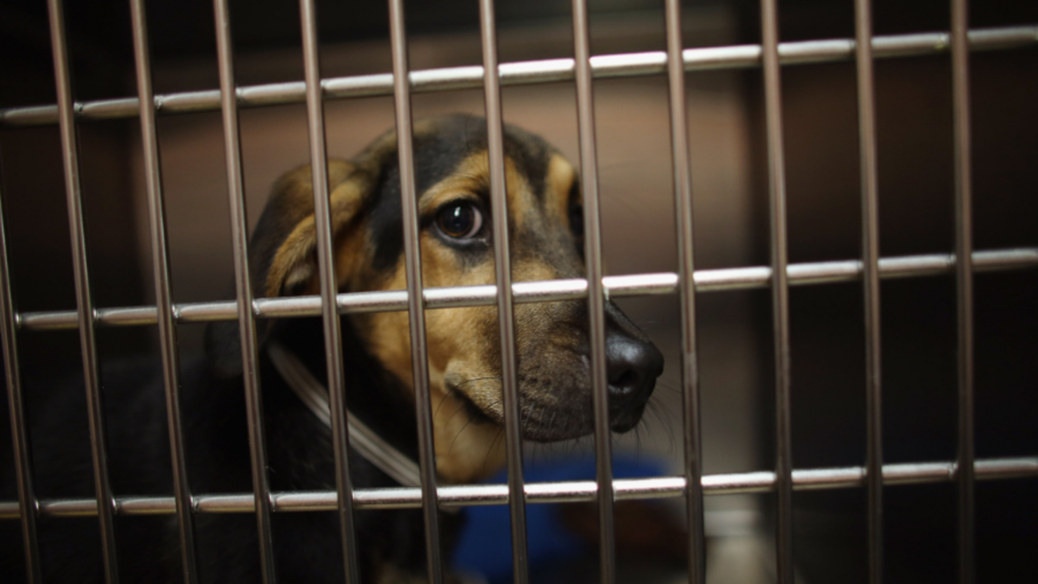 Heart-Wrenching Video: Dog At Indiana Shelter Waits A Year To Be Adopted |  iHeart