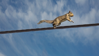 Squirrel Causes Power Outage Affecting Over 6,000 Salt Lake City Residents 