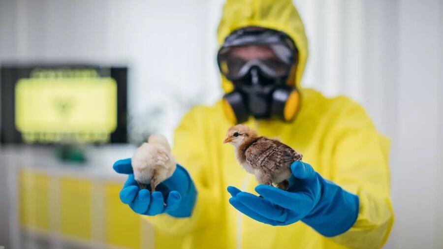 Bird Flu Cases Surge In US - Here's What You Should Know | IHeart