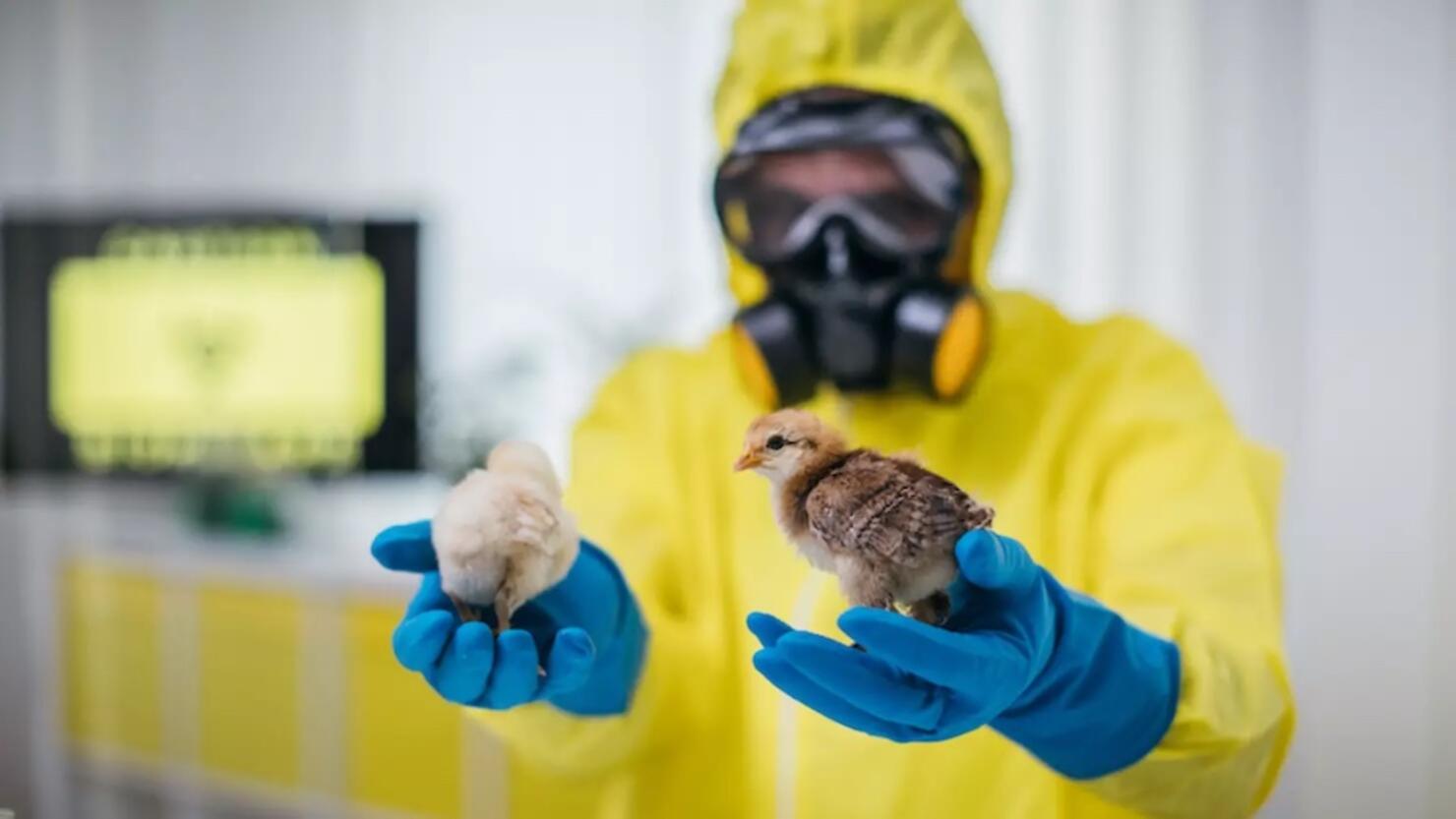 Bird Flu Cases Surge In US Here's What You Should Know iHeart