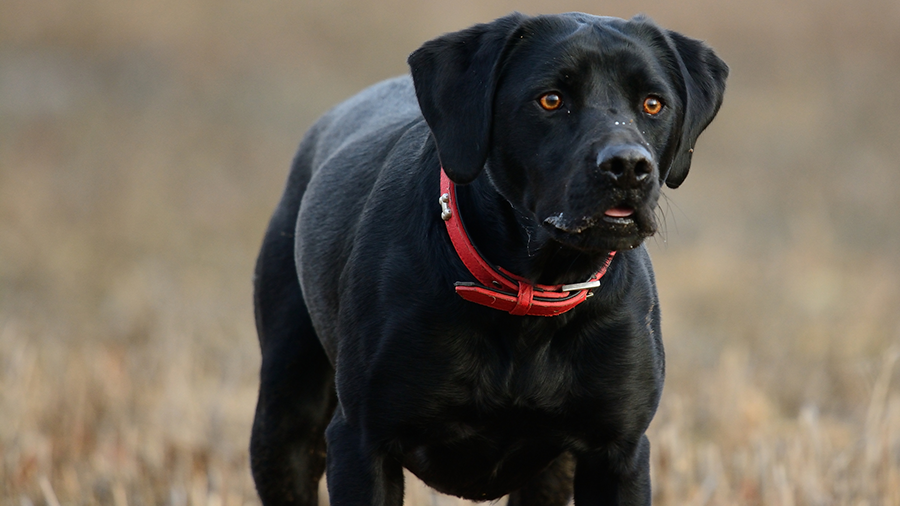 what does the dog collar symbolise