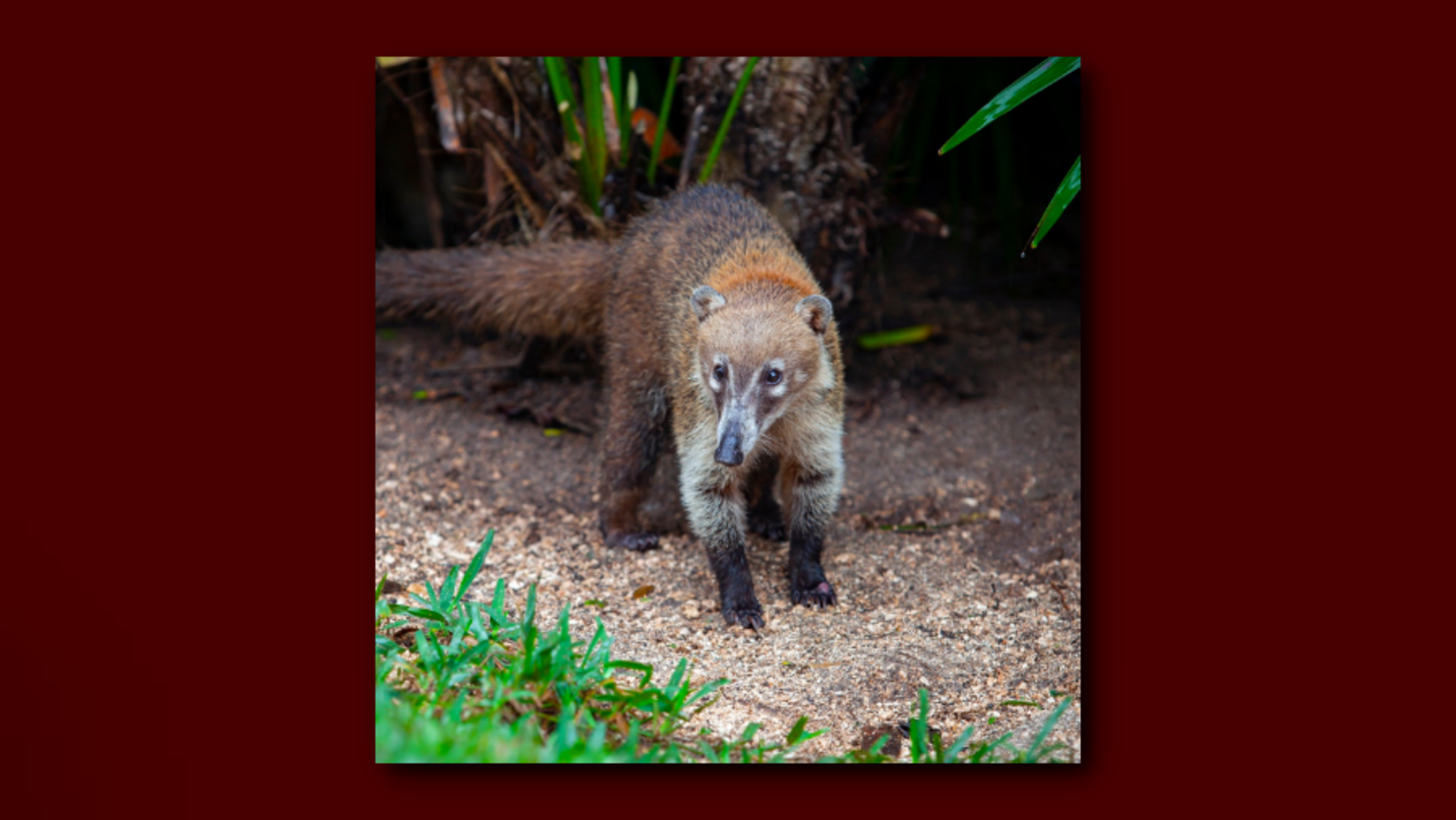 Strange Animals In Arizona