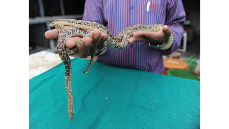 INDIA-ANIMAL-SNAKE-RESCUE