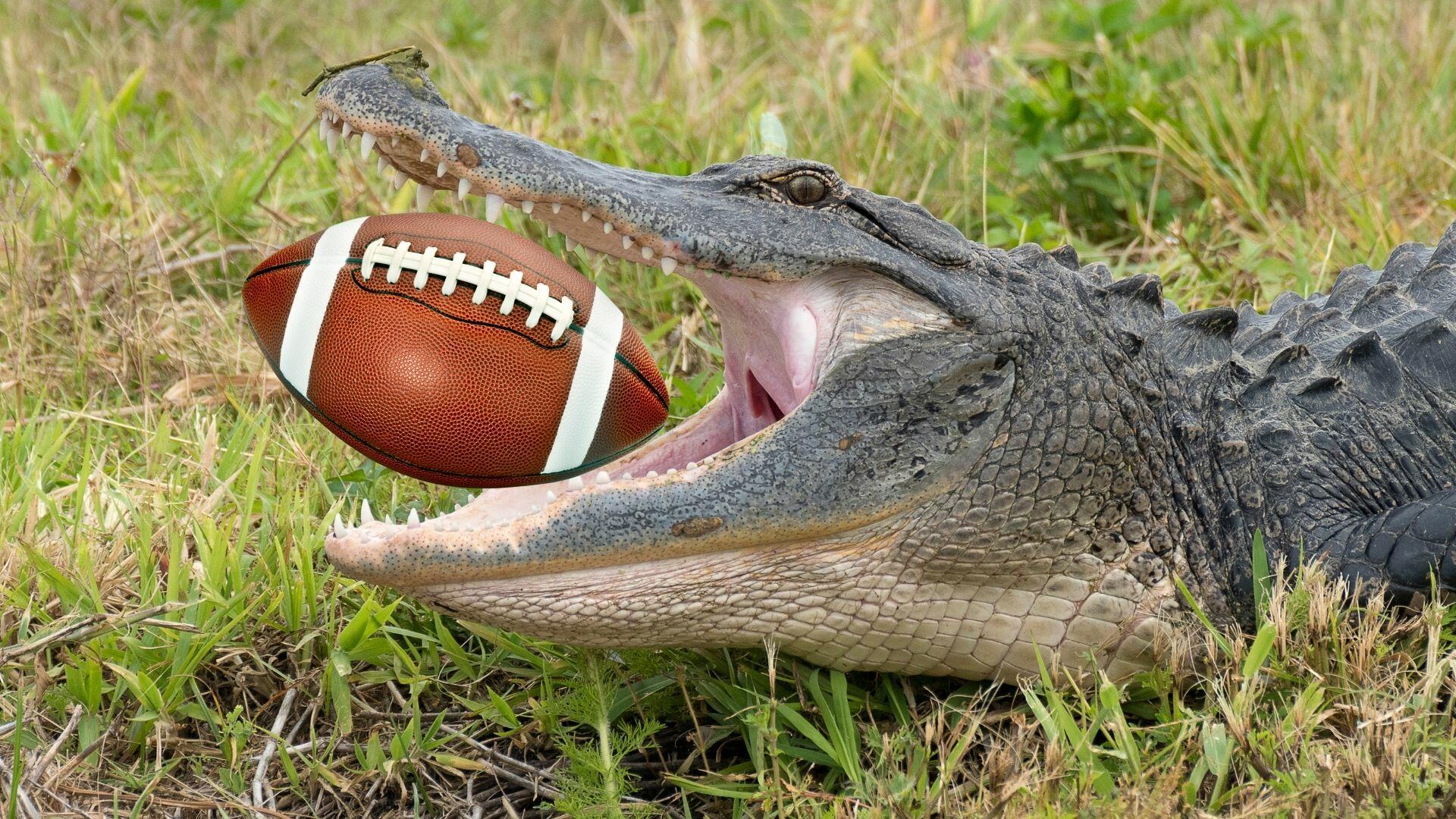 Gators in the NFL - The Independent Florida Alligator