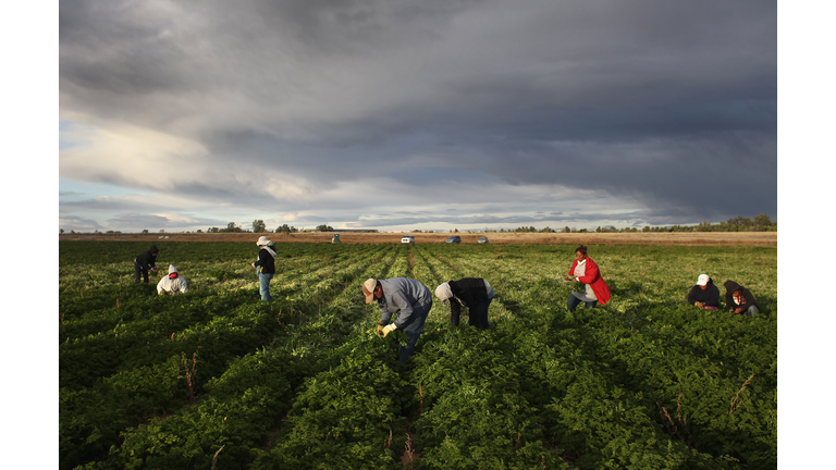 Colorado Farm Suffers As Immigrant Workforce Diminishes