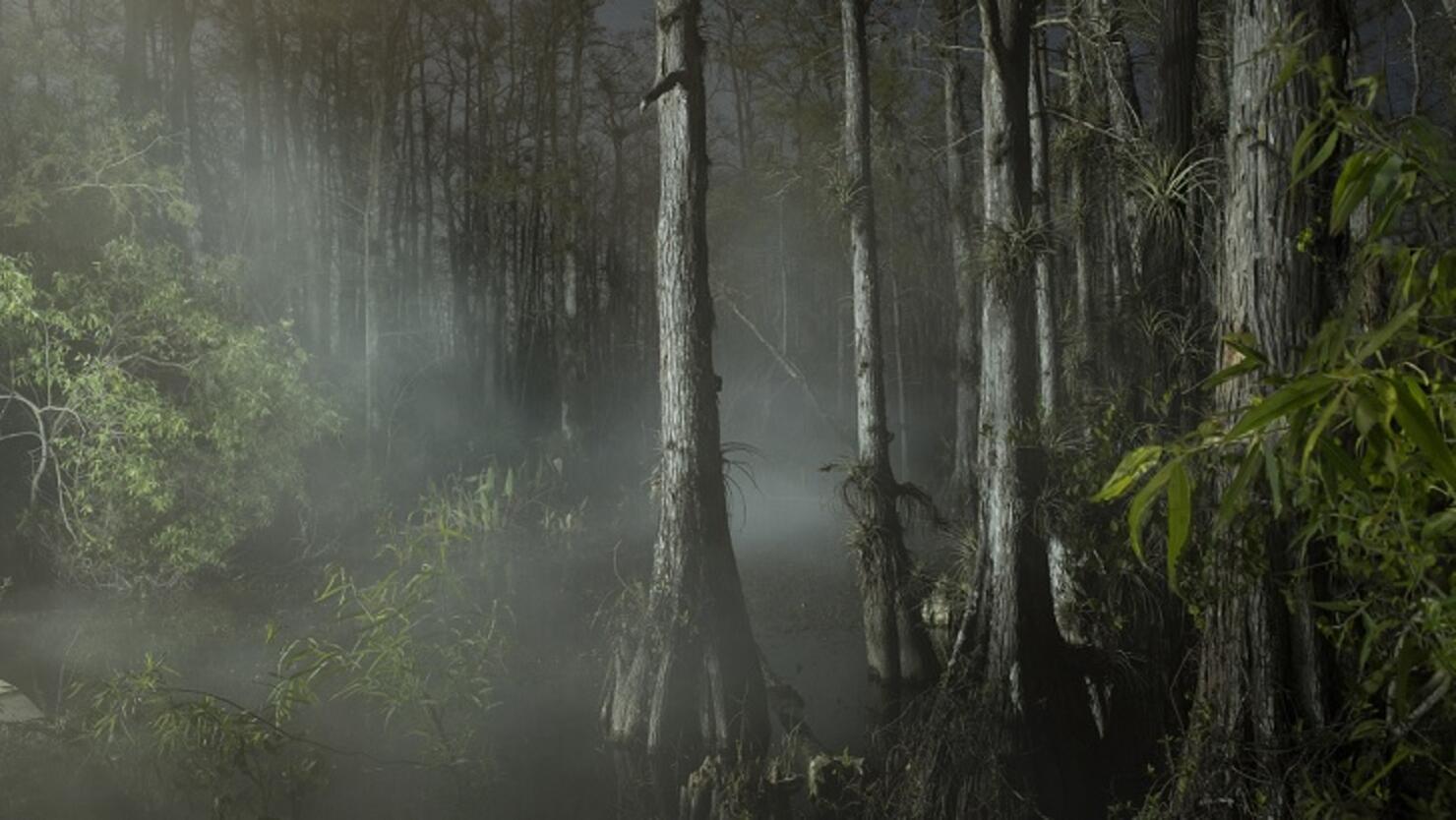 Forest shaped like a troll face with a river