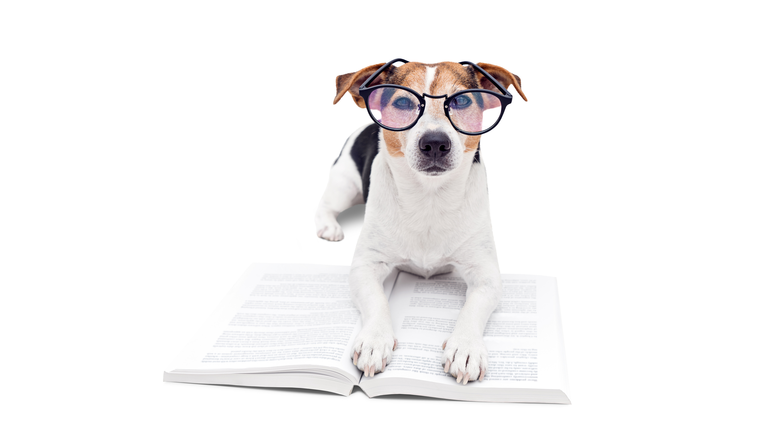 Smart cute dog lying with open book in eyeglasses