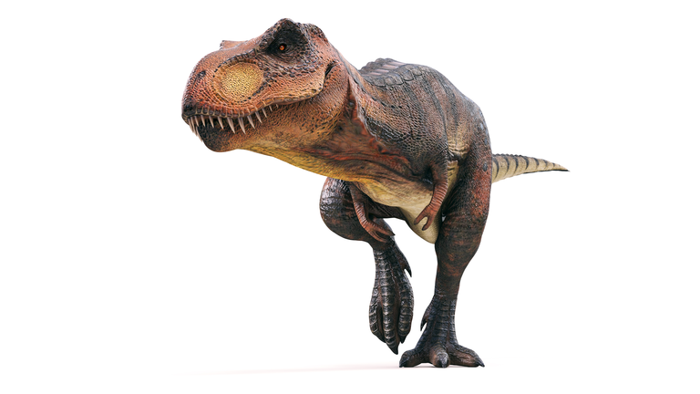 3d Tyrannosaurus rex render on white background