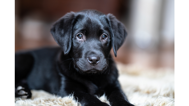 Labrador Retreiver