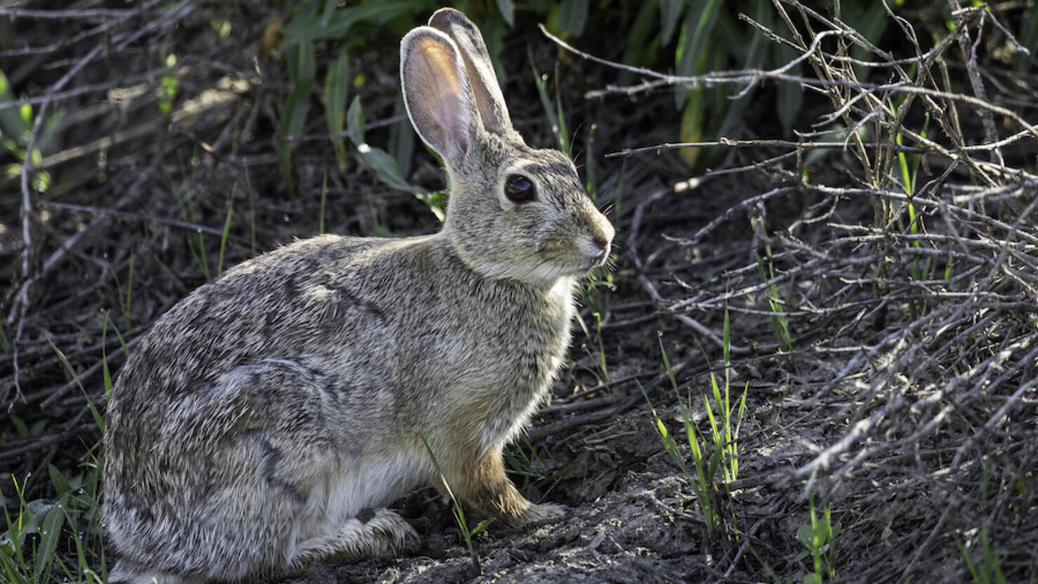 Snowshoe Hare in Summer