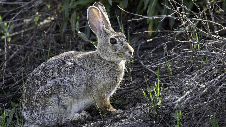Snowshoe Hare in Summer