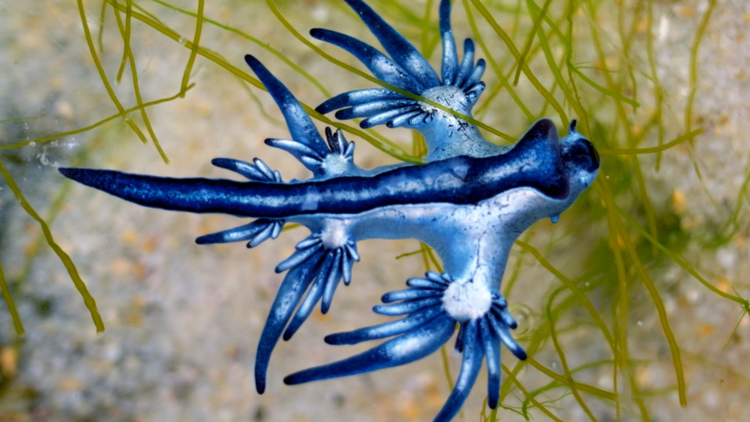 'Unusual' Man-O'-War-Eating Species Washes Up On Texas Beaches | iHeart