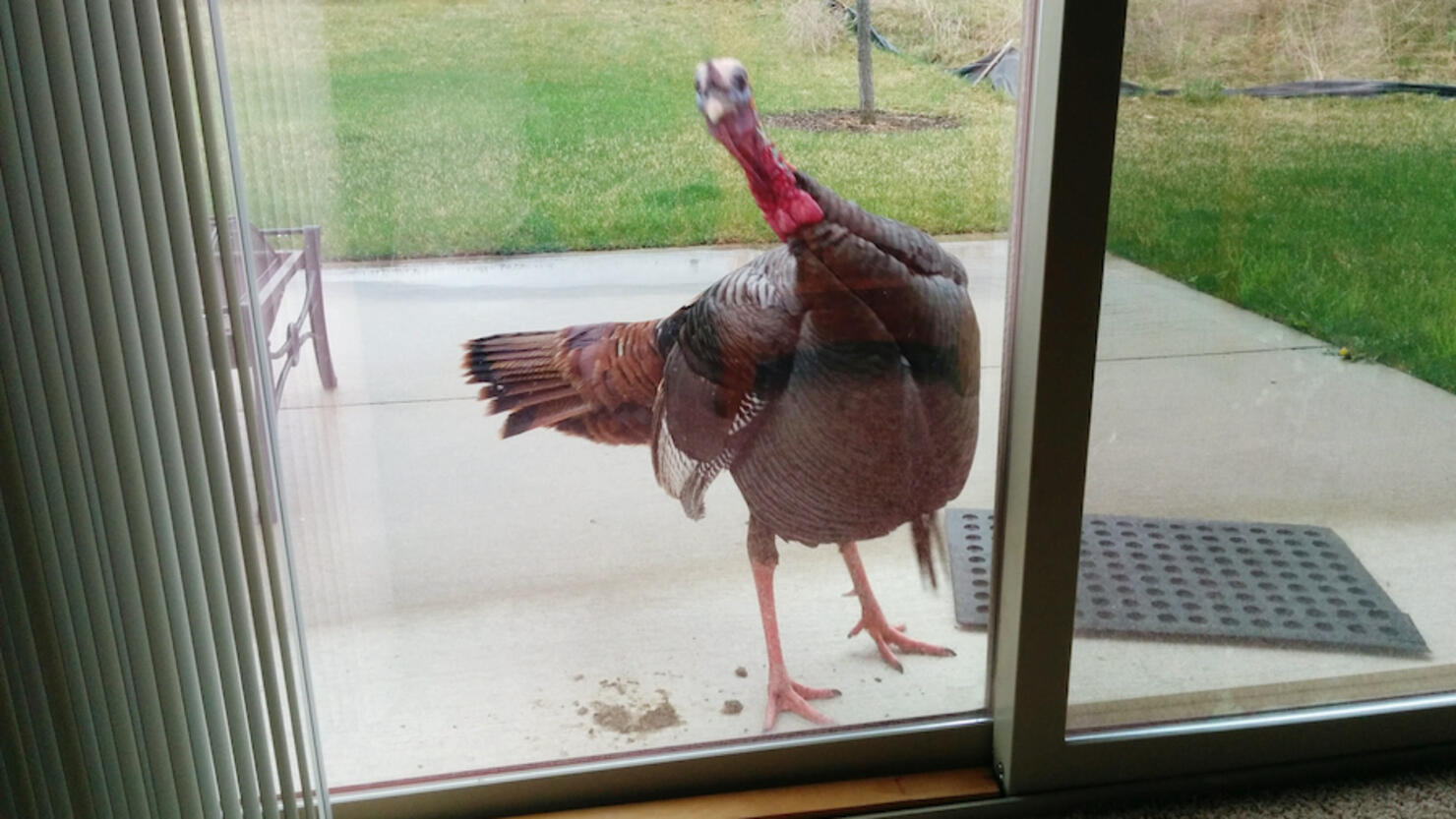 Close-Up Of Turkey - Bird By Glass Window