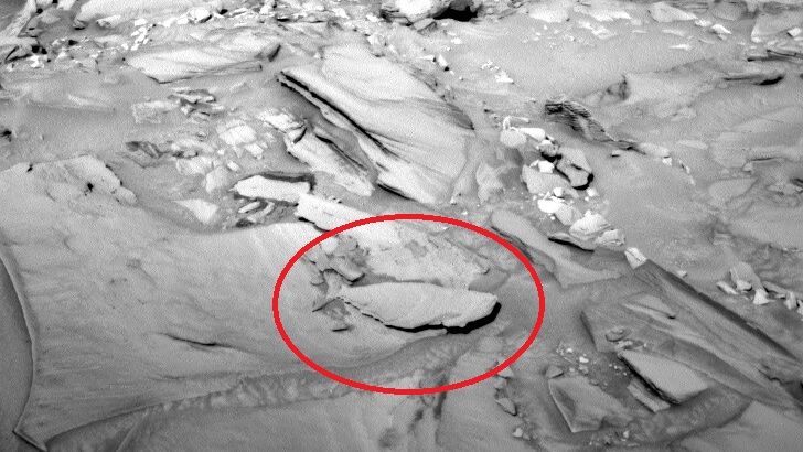 'Petrified Fish' Spotted on Mars