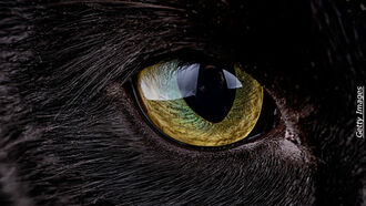 Ghost Cats & Open Lines