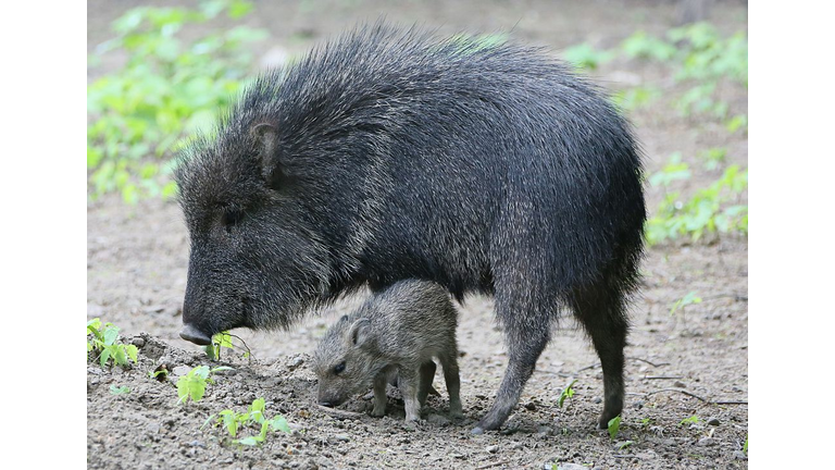 GERMANY-ANIMALS