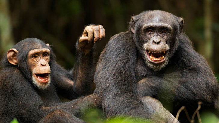Chimpanzee Refuge / Eternal Questions