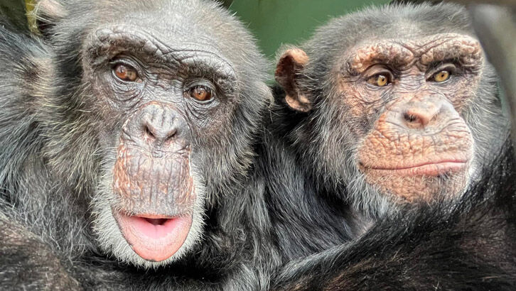 Dan Mathews 'Save the Chimps' Photos