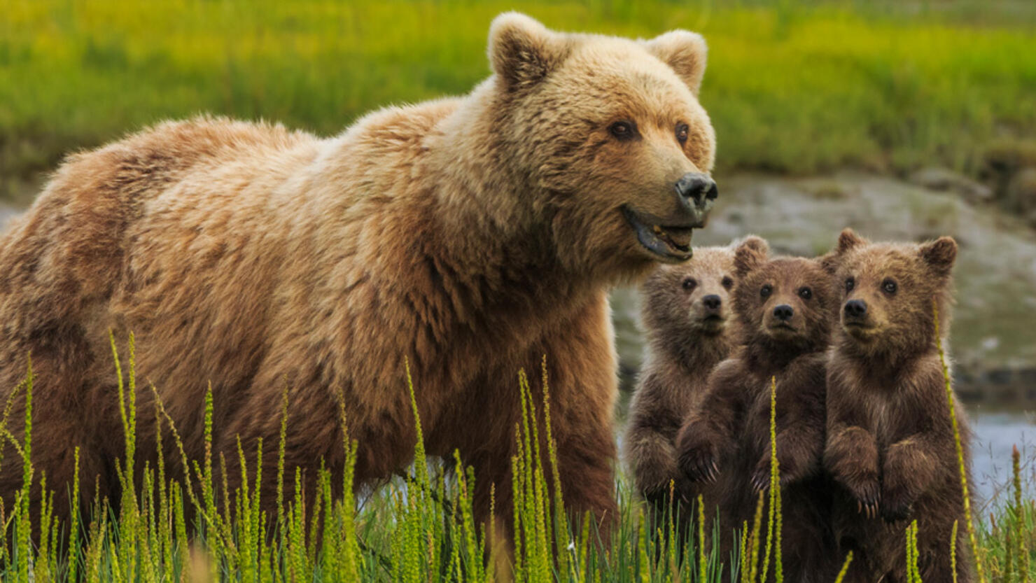 California: Family discovers five bears hibernating in the crawlspace under home