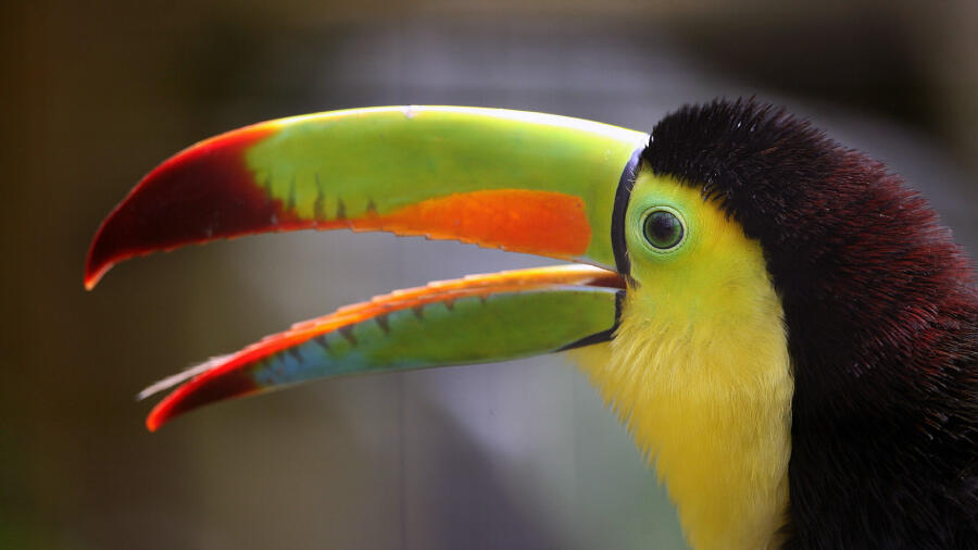 north-carolina-zoo-announces-permanent-closure-of-longtime-exhibit-iheart