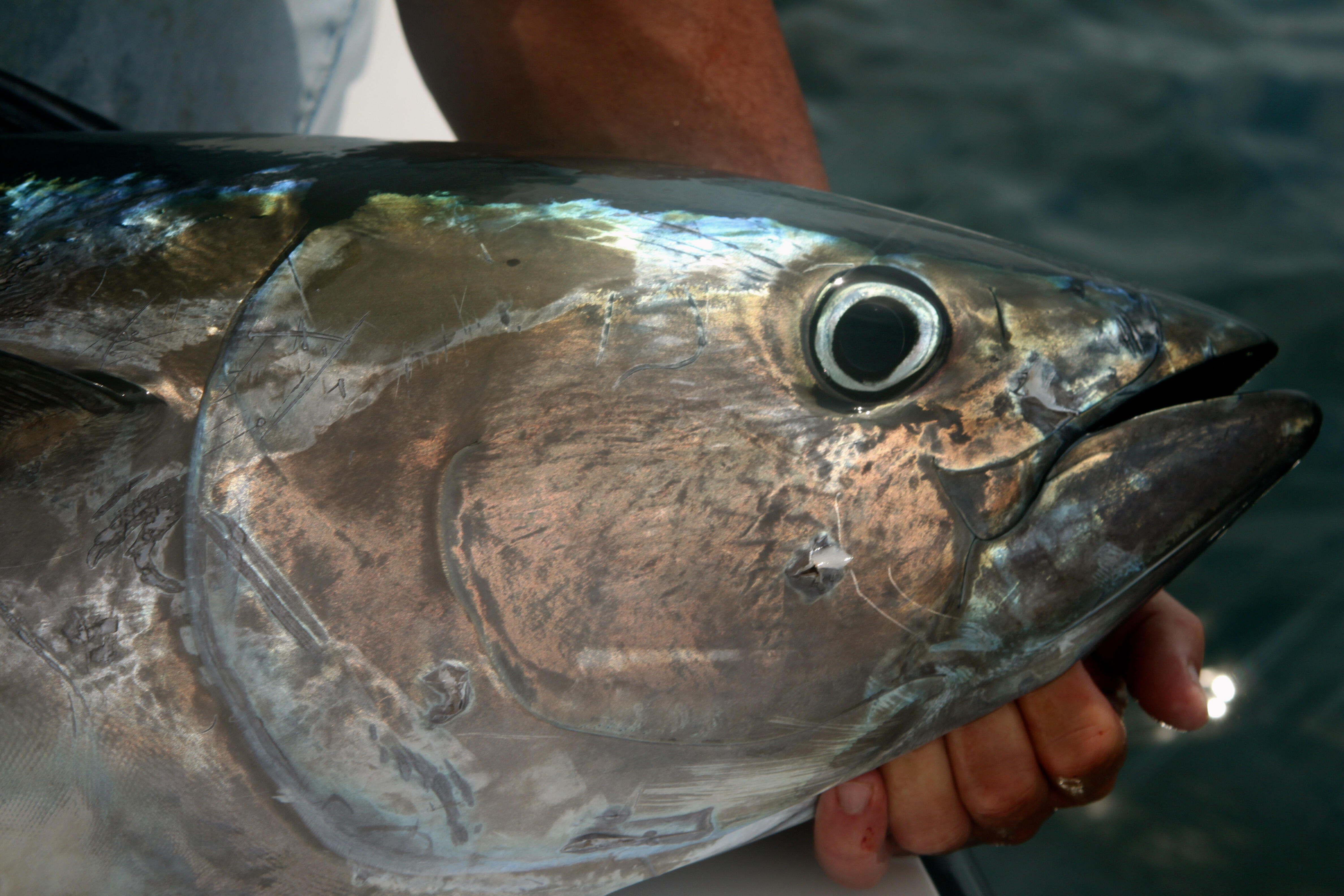 Lots of unusual fish being caught in the ocean off Washington including a  monster-sized blue fin tuna