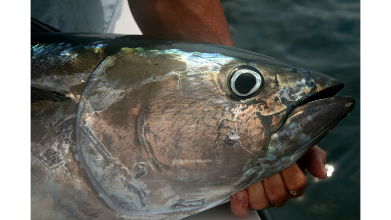 Bluefin Tuna