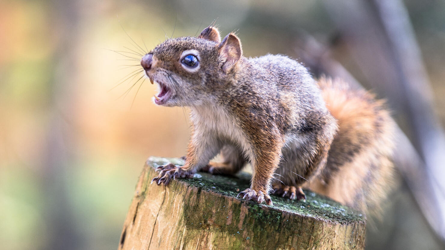 squirrel
