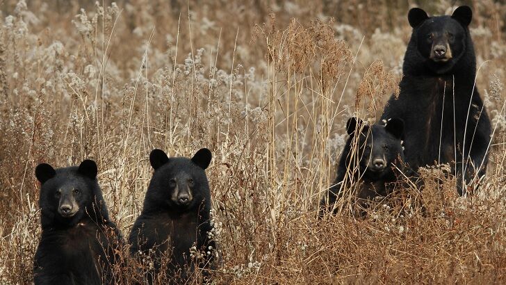 Family of Black Bears Discovered Hibernating Beneath California Home