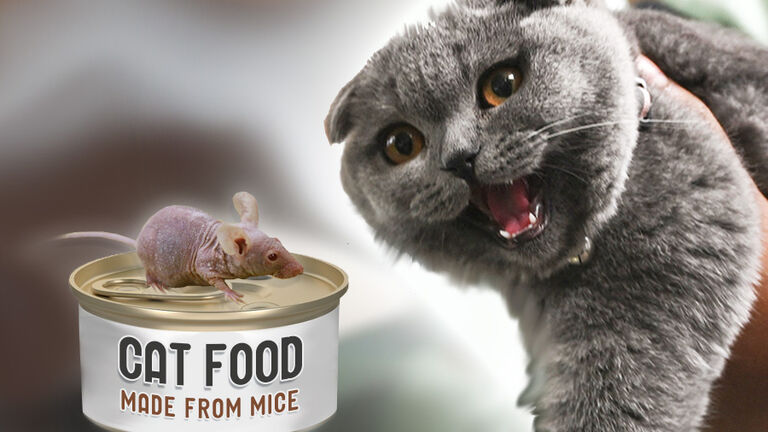 New Food Made From Cats Natural Prey Mice Newsradio 600 KOGO