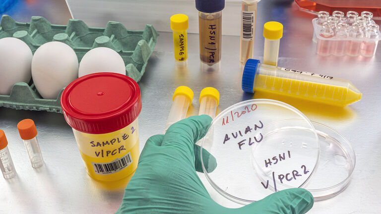 Scientific sampling of eggs in poor condition, analysis of avian influenza in humans, conceptual image