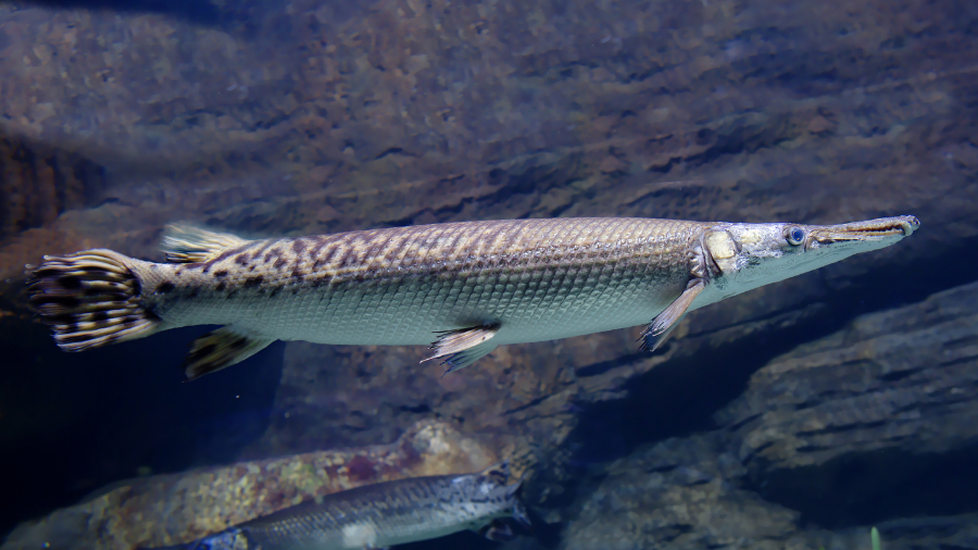 Texas Teen Catches World-Record Fish With Bow And Arrow | iHeart