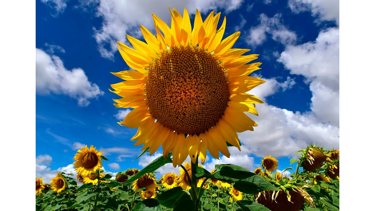 FRANCE-AGRICULTURE-WEATHER-SUNFLOWER