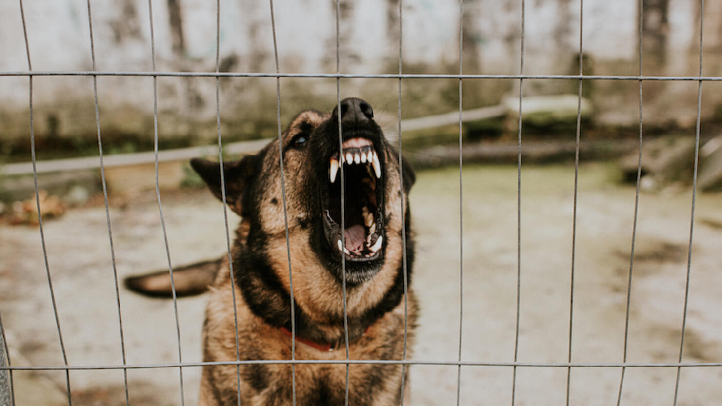 Aggressive German Shepherd behind Bars