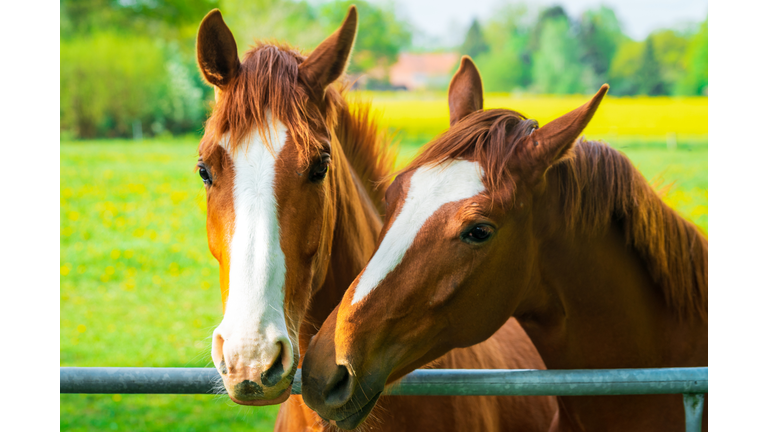 Two Horses Kissing