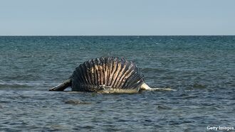 Video: 'Alien' Creature Stuns Australian Fishermen