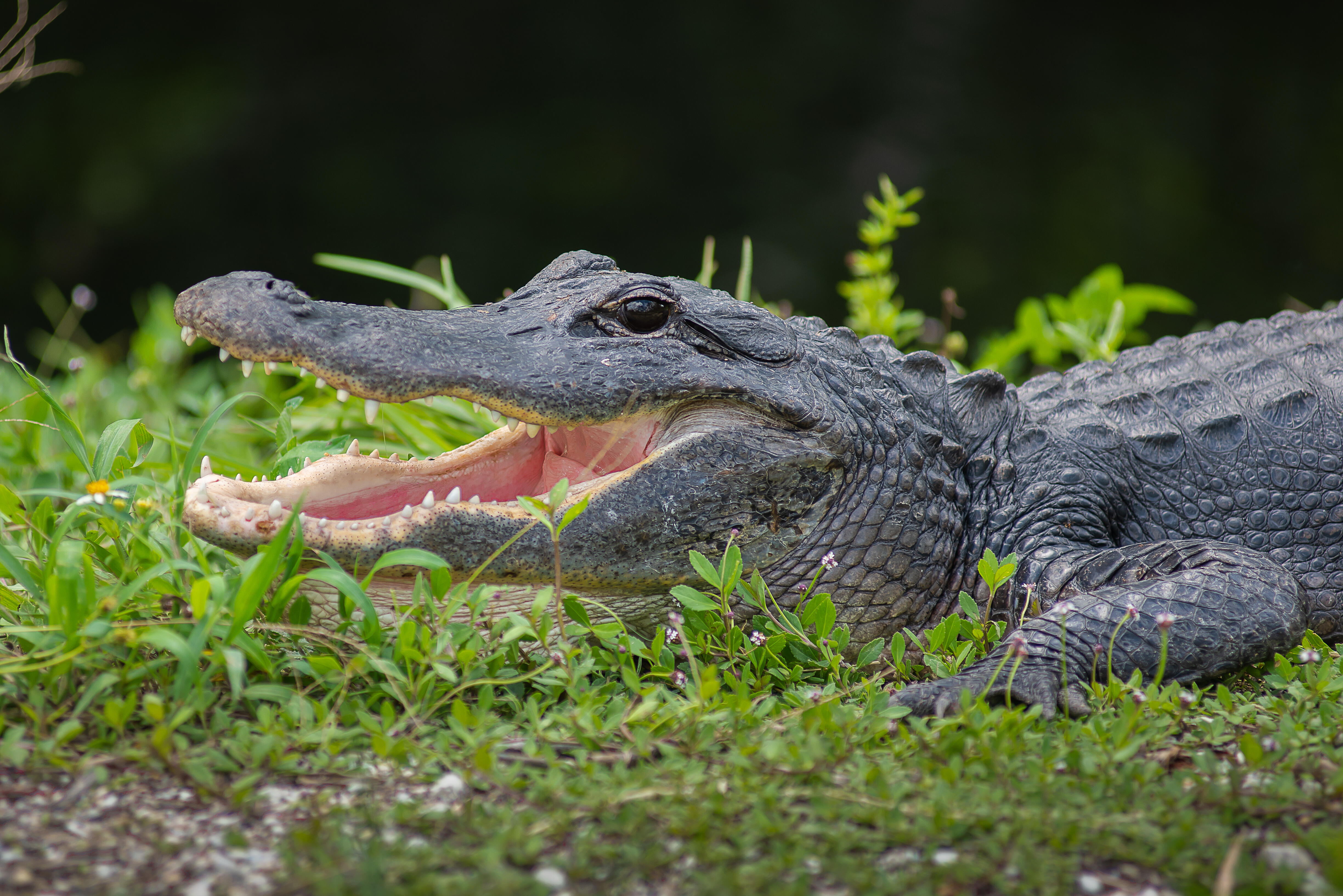 'Scary' Video Catches Alligator Climbing Over Fence At Florida Park ...