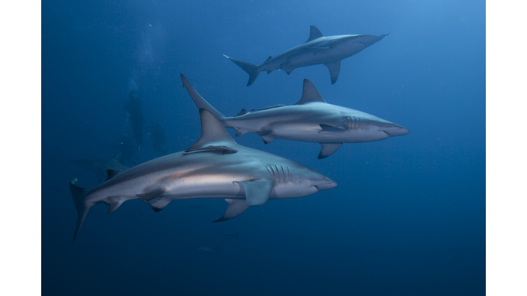 Three divers swimming with blacktip sharks, KwaZulu-Natal, South Africa