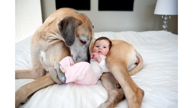 Great Dane and baby