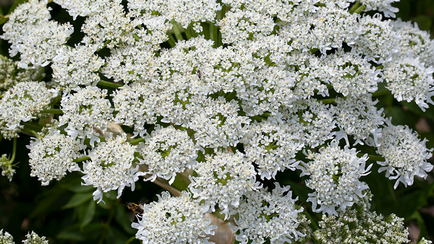 If You See These Flowers in Your Yard, Don't Go Near Them, Experts Say