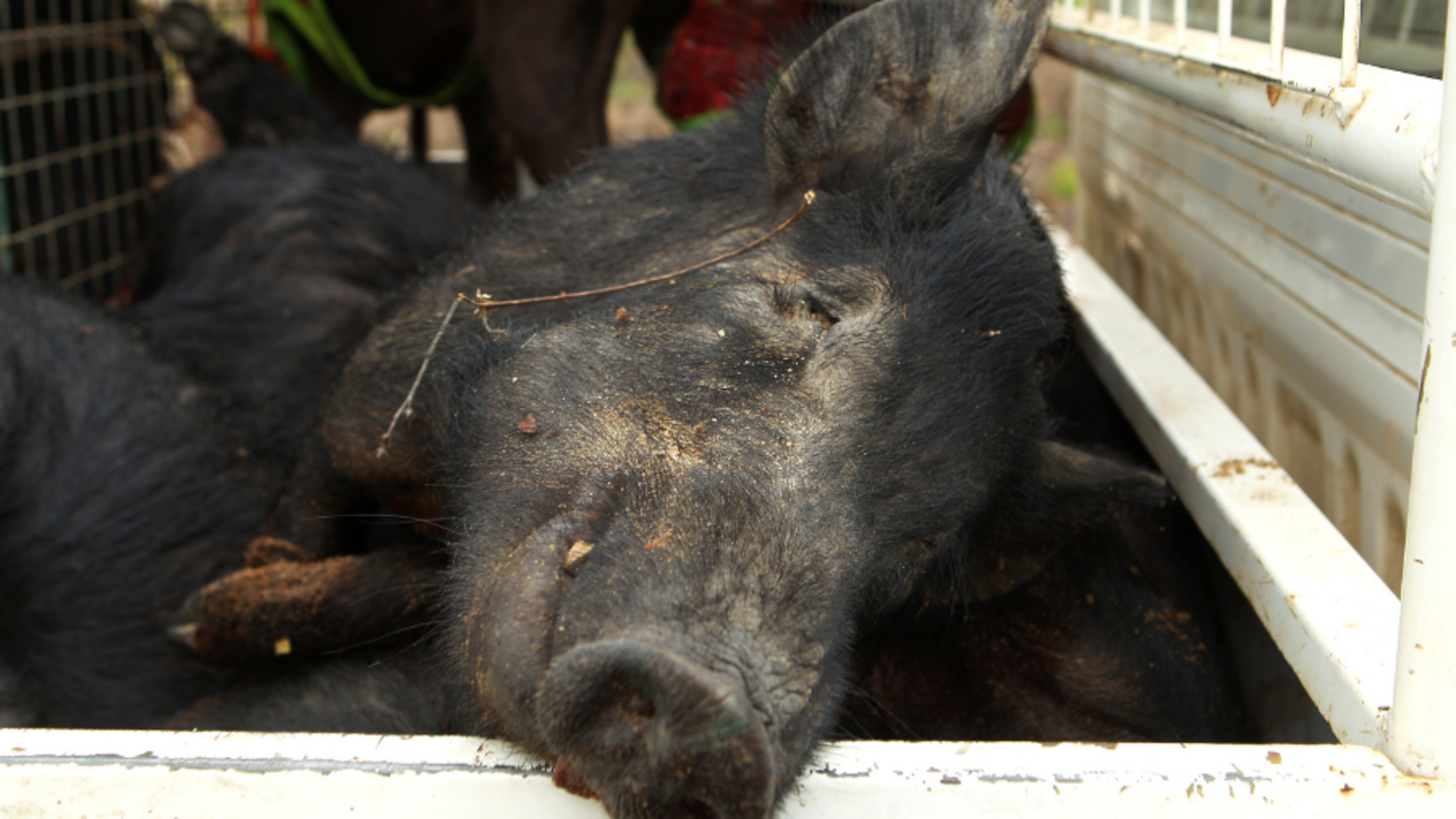 feral-pigs-creating-problems-for-farmers-other-wildlife